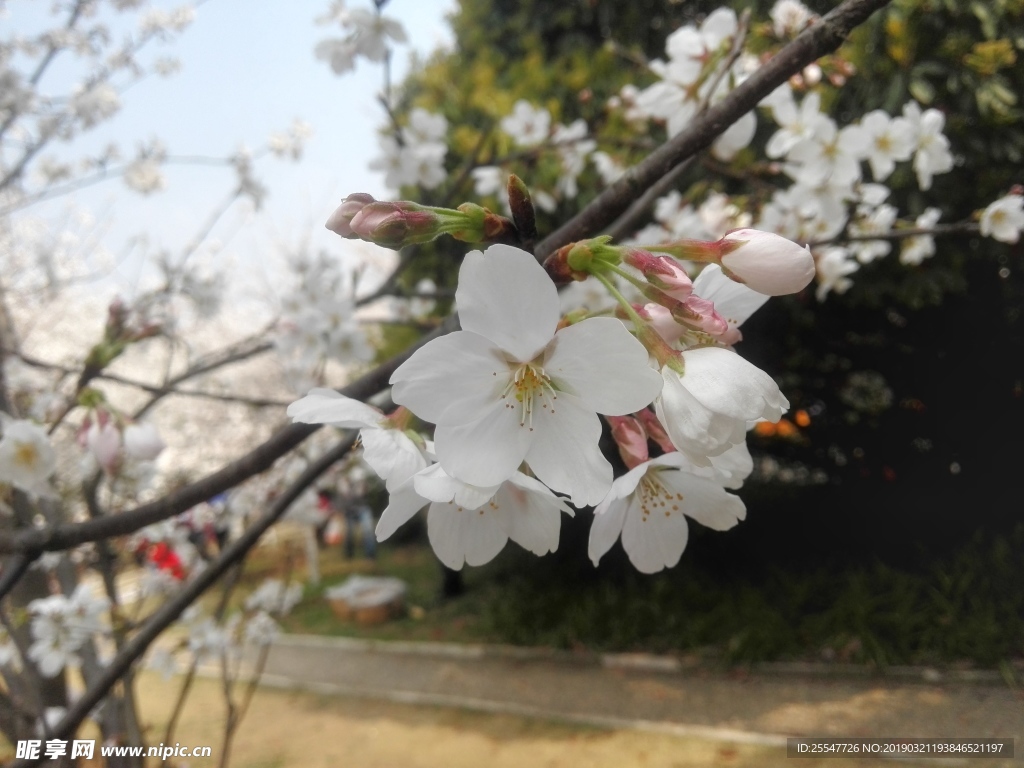 樱花