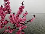 绯桃
