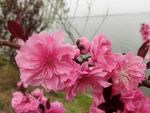 绯桃