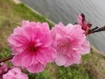碧桃