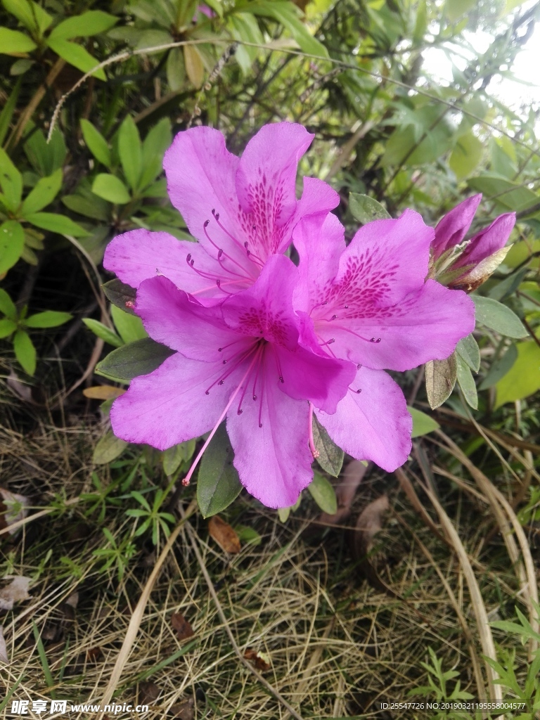 丁香杜鹃