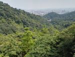 山体植被