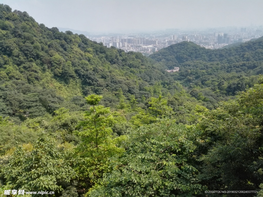 山体植被