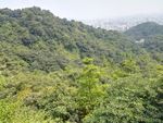 山体植被