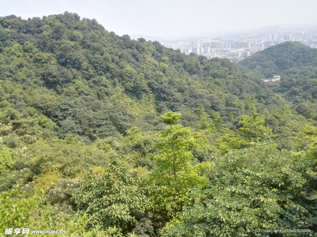 山体植被