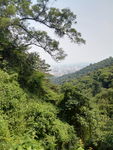 绿色植被