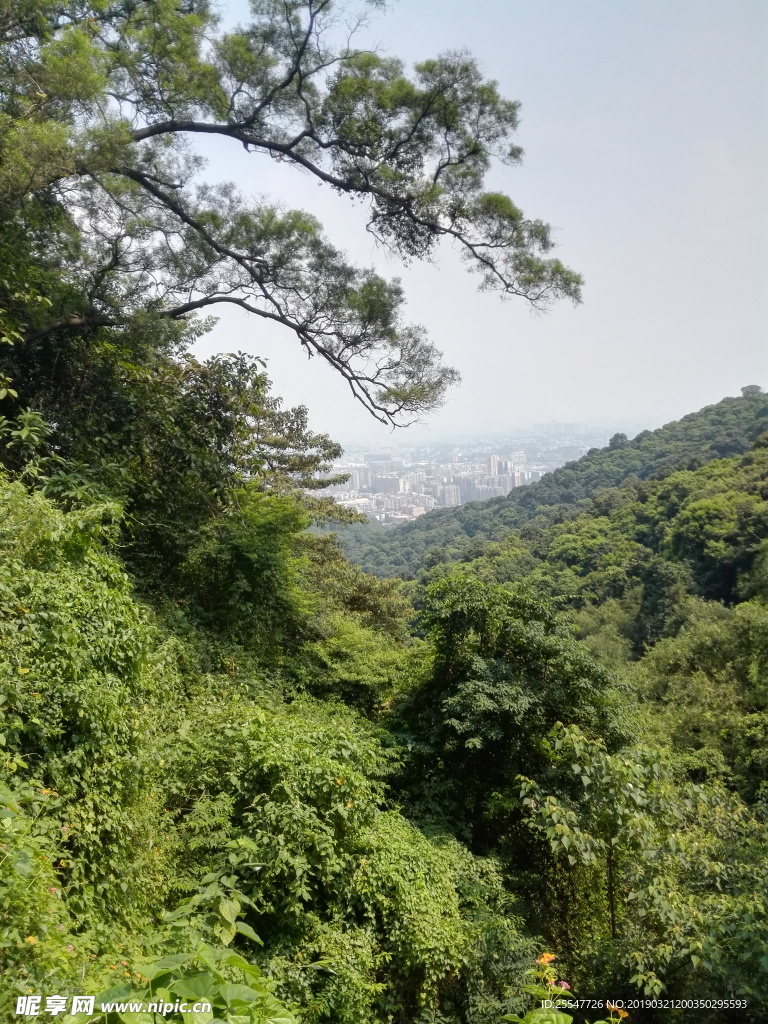 绿色植被
