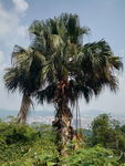 铁扇树