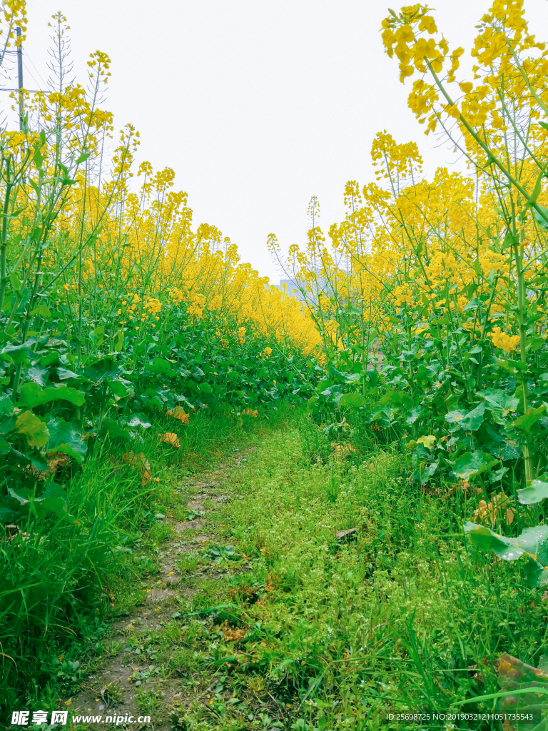 油菜花
