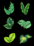 热带植物