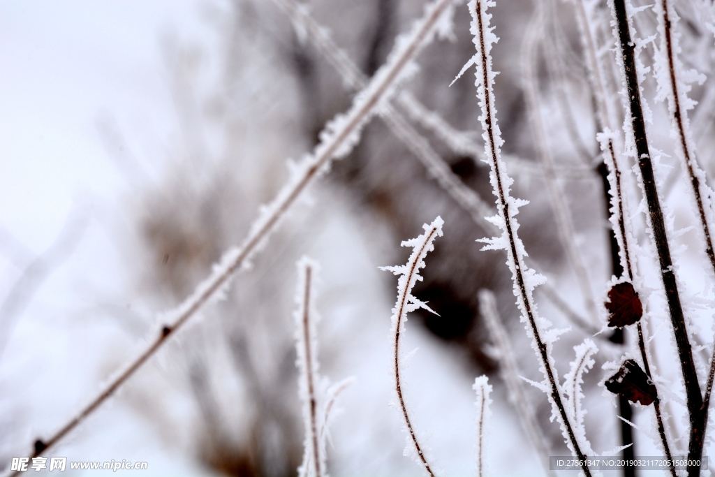 雪中枯草