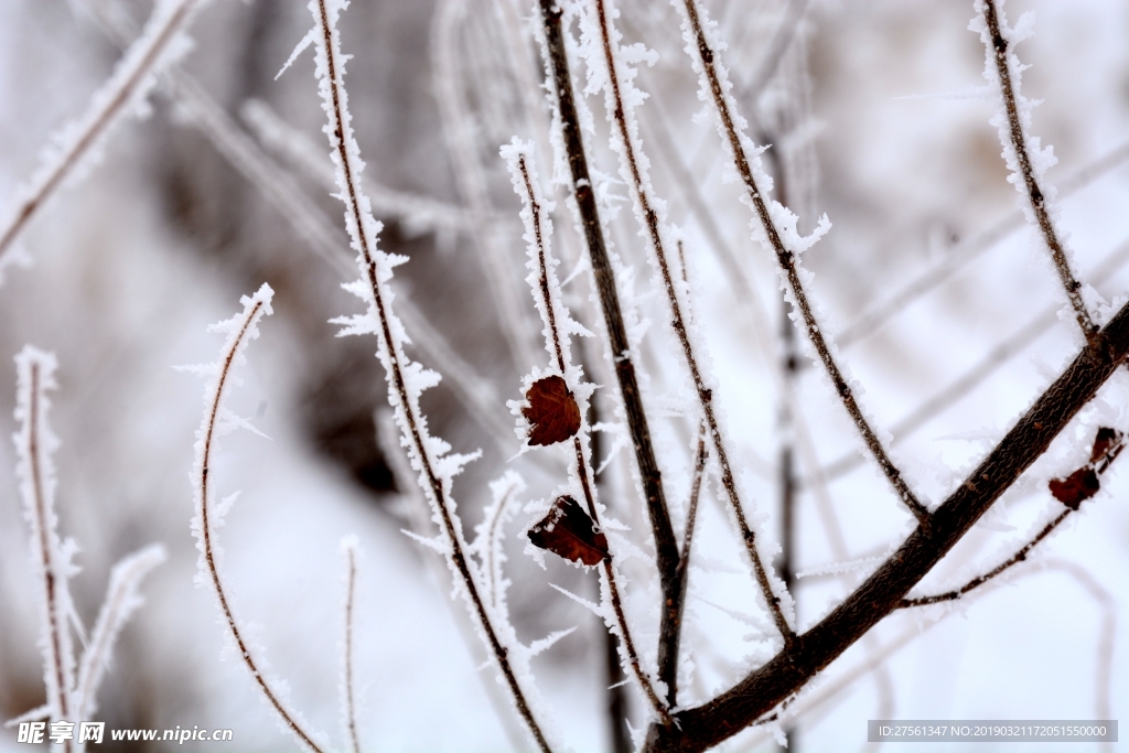 雪中枯草