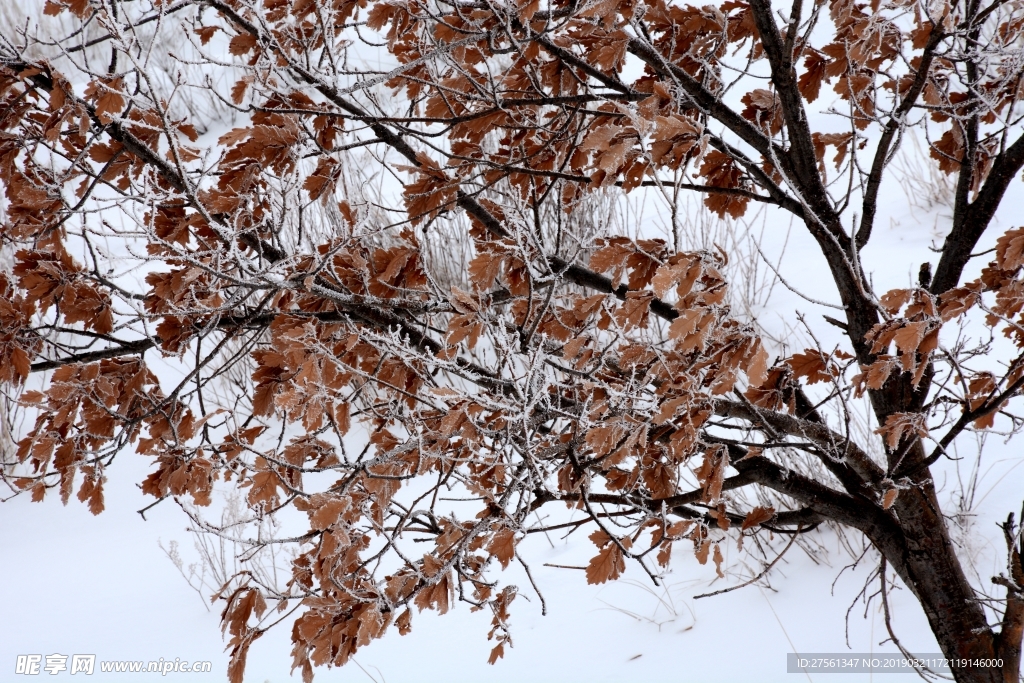 雪中枯树