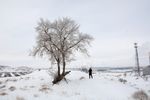 雪中大树