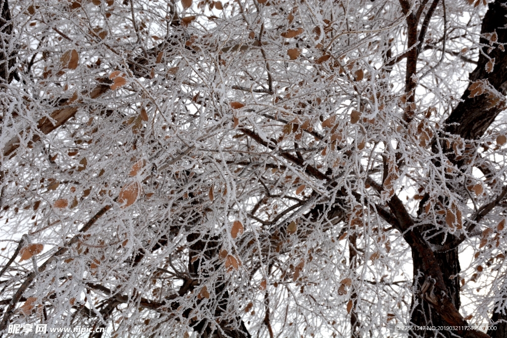 雪中树木