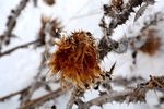 雪中枯草