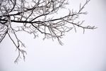 雪下的树枝 雾凇
