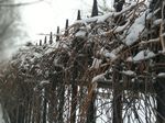雪
