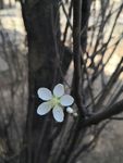 泰山春花花