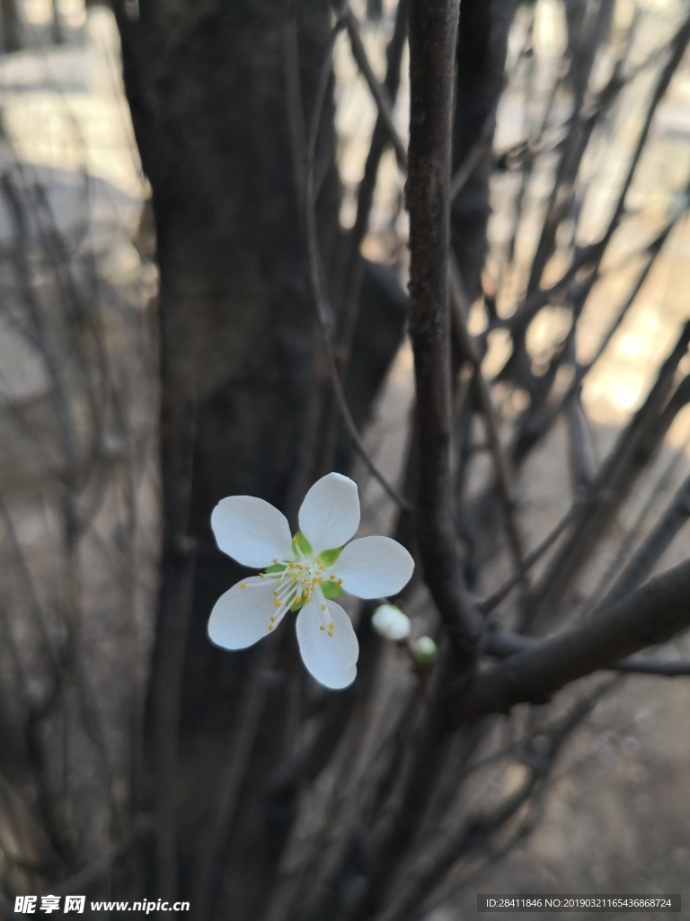 泰山春花花