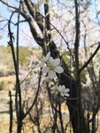 泰山春花