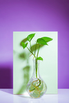 绿色植物