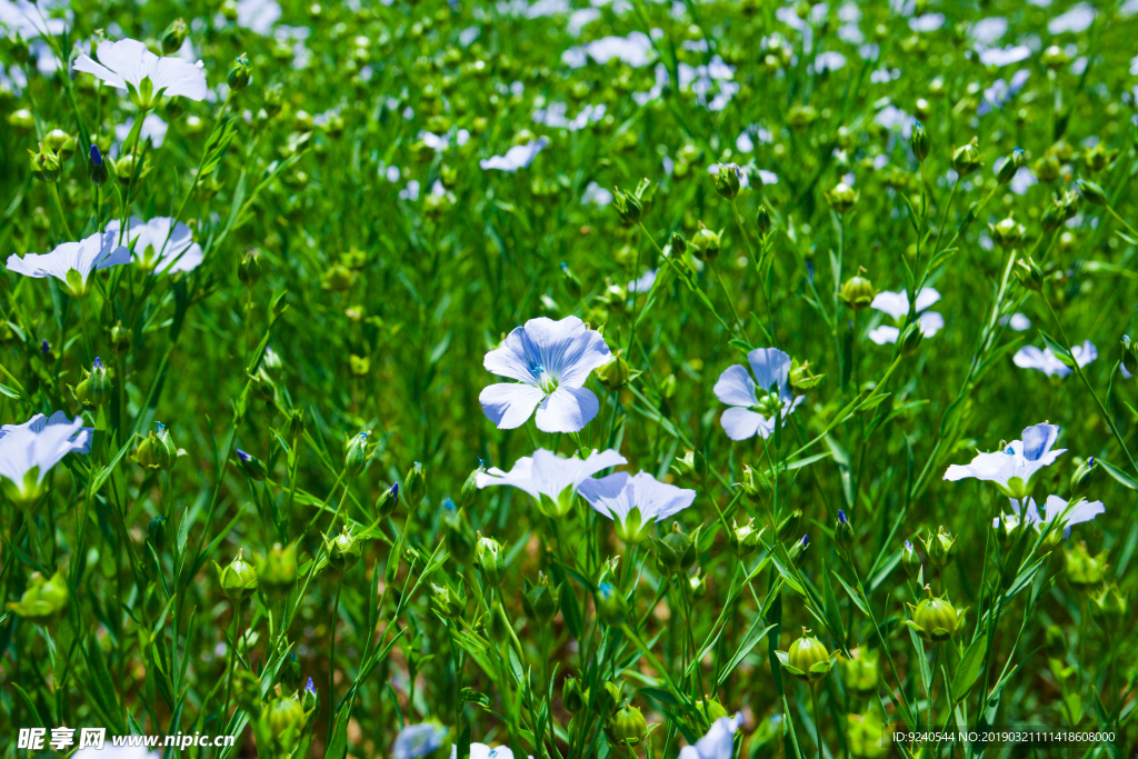 胡麻花