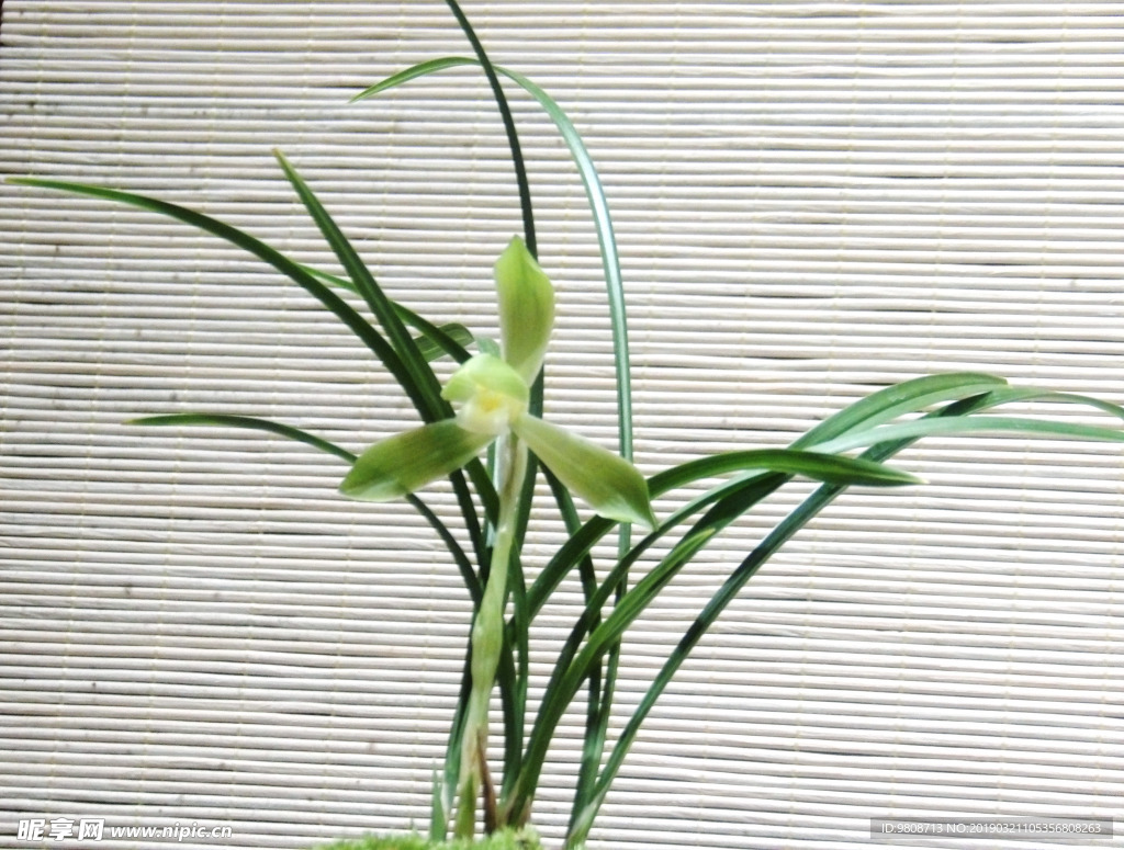 兰花