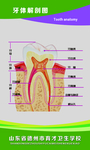 牙体解剖图