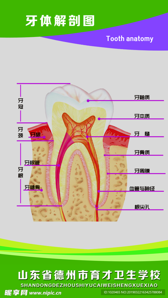 牙体解剖图