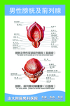 男性膀胱及前列腺挂图