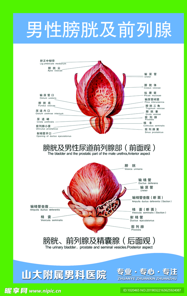 男性膀胱及前列腺挂图