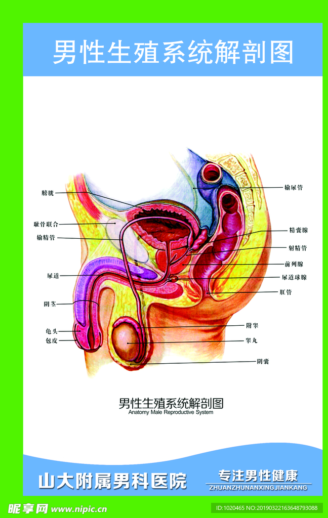 男性生殖系统解剖图