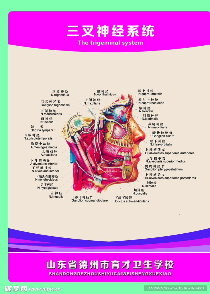 三叉神经系统
