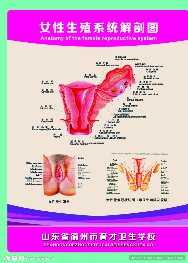 女性生殖系统解剖图