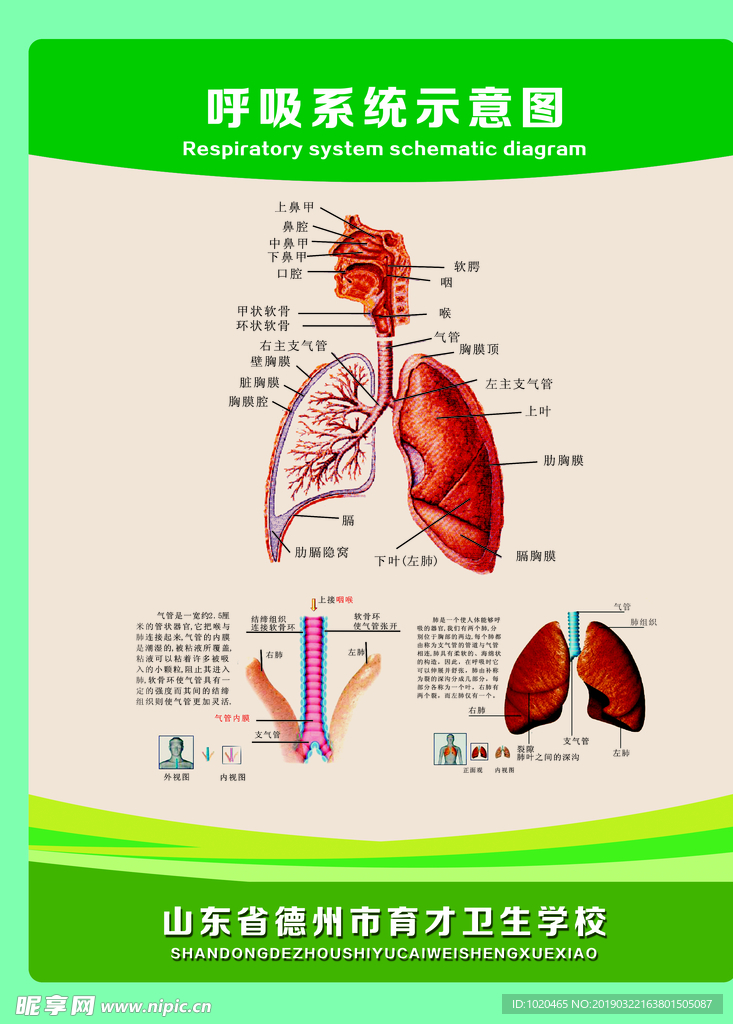 呼吸系统示意图