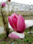 玉兰花
