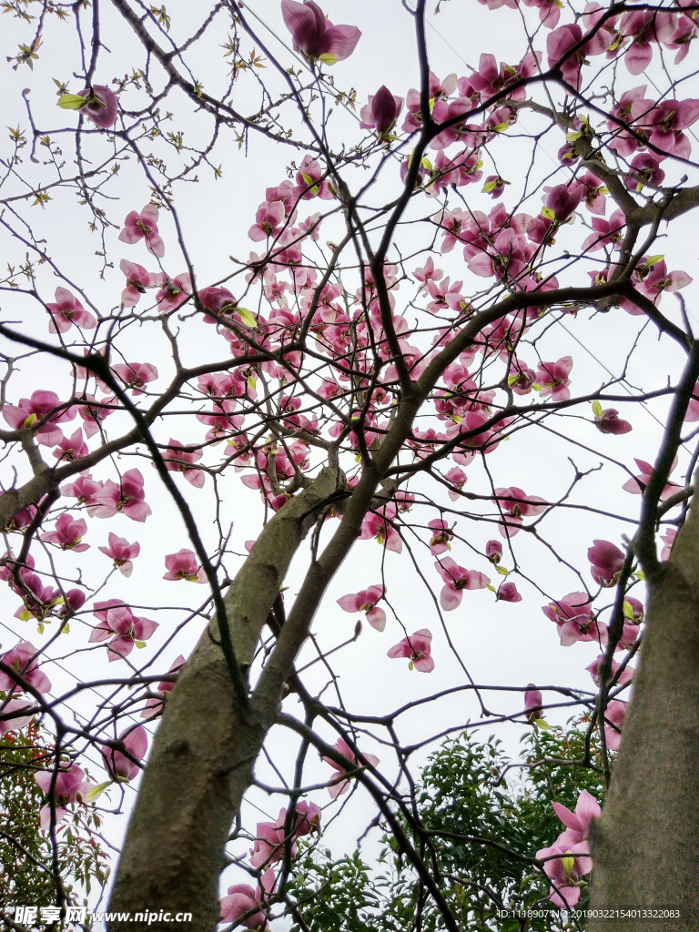 玉兰花
