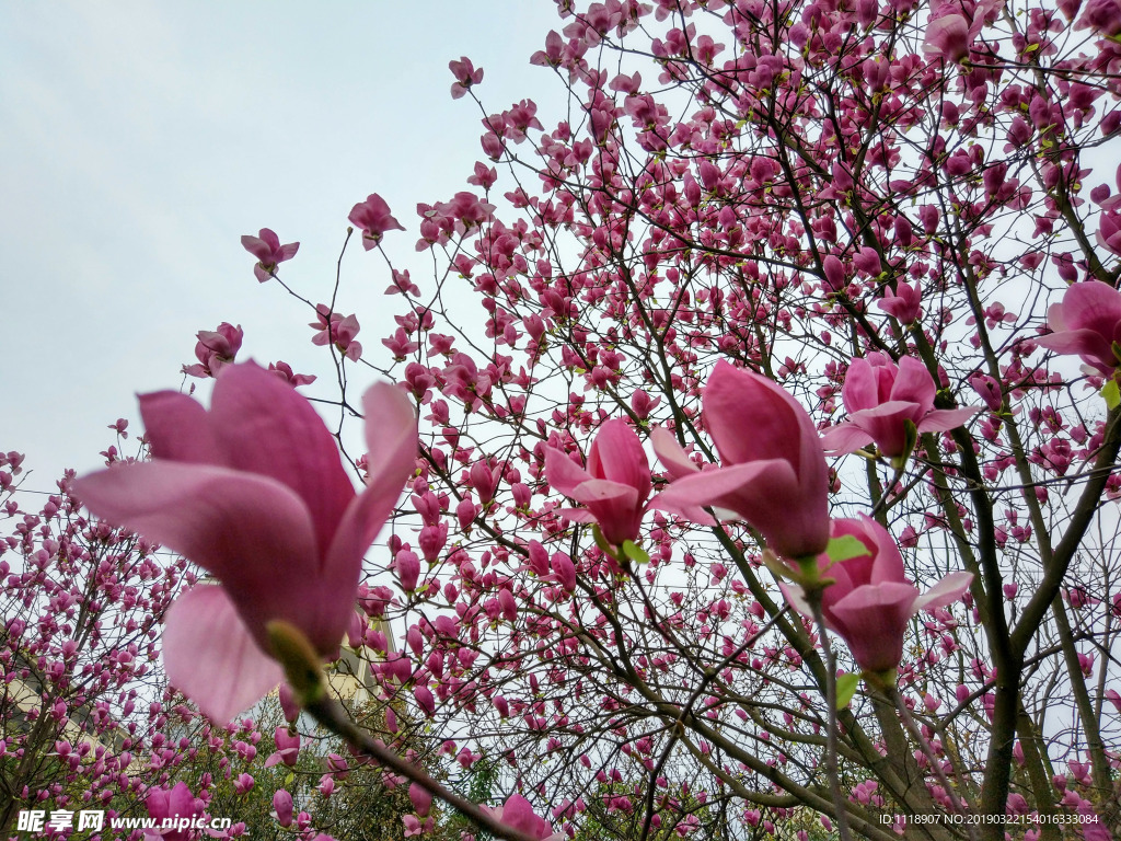 玉兰花