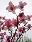 玉兰花