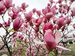 玉兰花