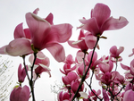 玉兰花