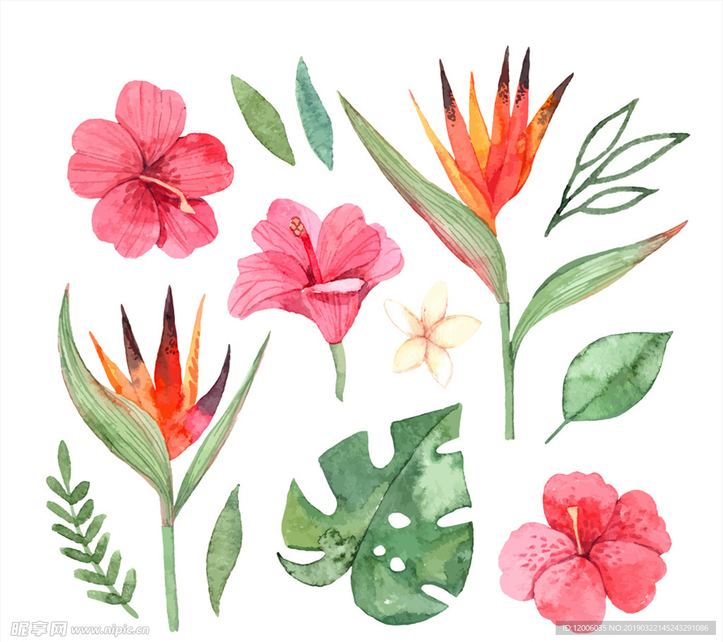 13款彩绘热带花卉和叶子