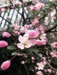 垂丝海棠