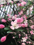垂丝海棠