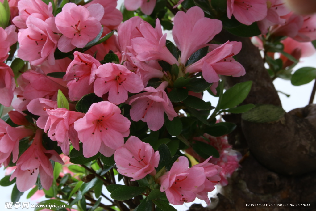杜鹃花
