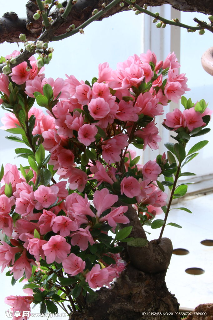 杜鹃花