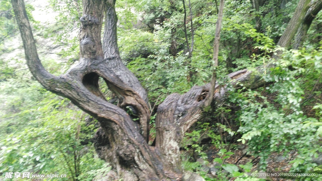 驼梁