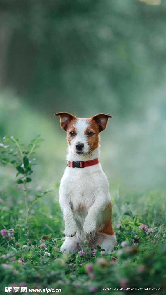 招人喜欢的猎犬图片