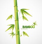 矢量竹子